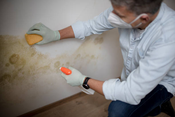 Best Commercial Mold Removal  in Union Springs, AL