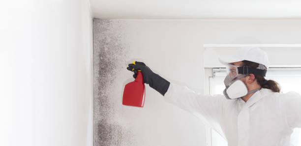 Office Mold Removal Services in Union Springs, AL