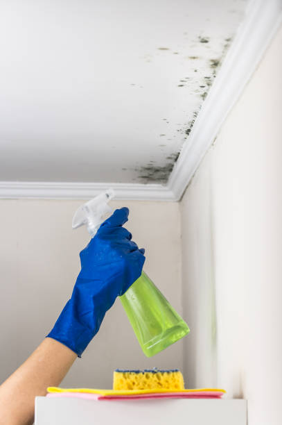 Best Certified Mold Removal  in Union Springs, AL
